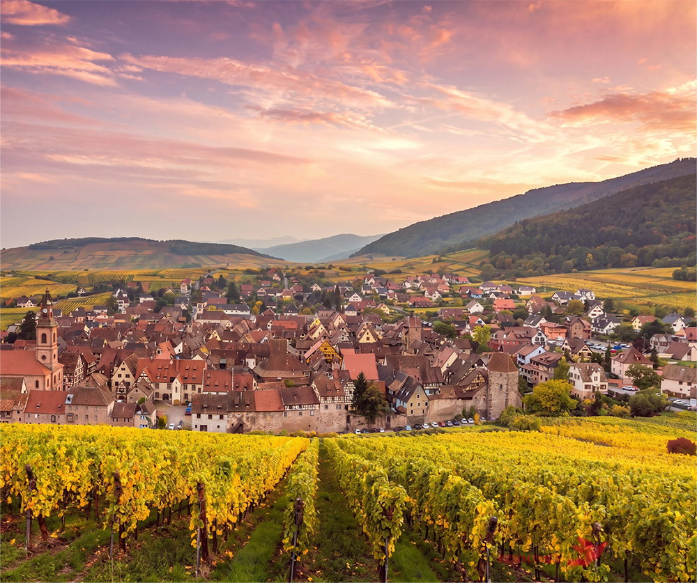 Village alsacien entouré de vignes dorées sous un ciel rose au coucher de soleil